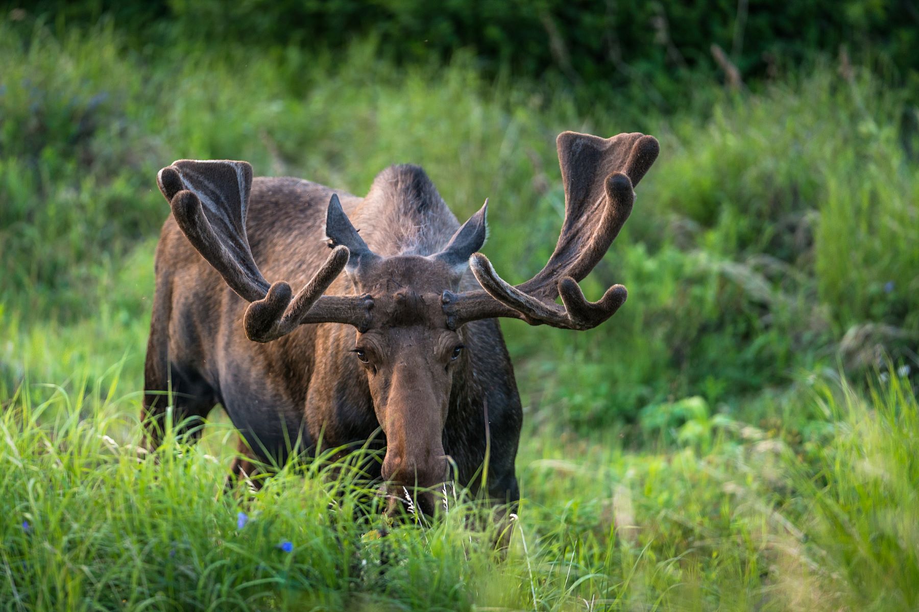Wildlife In Alaska All About Alaska s Wildlife Travel Alaska